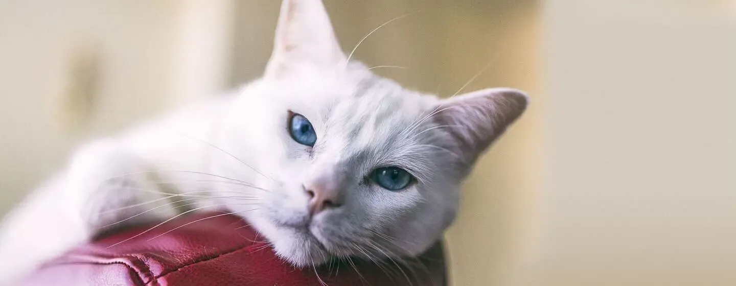 Top 10 White Cat NamesHERO