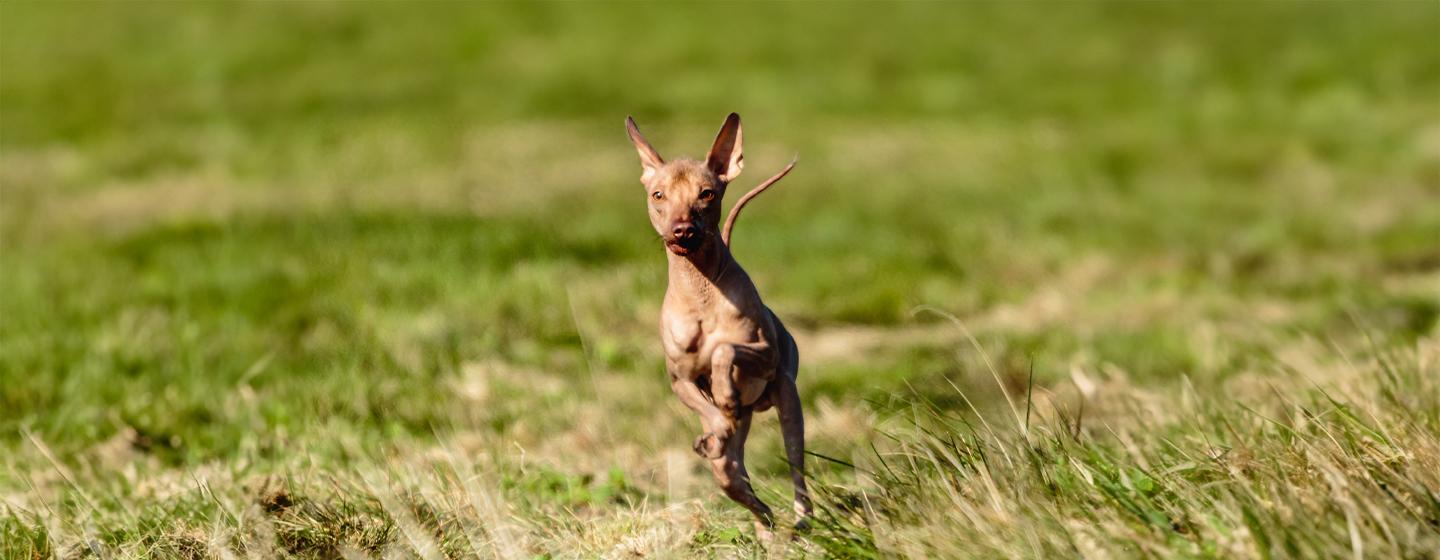 5 Hairless Dog Breeds