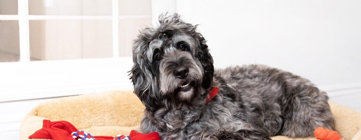 Big_Fluffy_Dog_Breeds