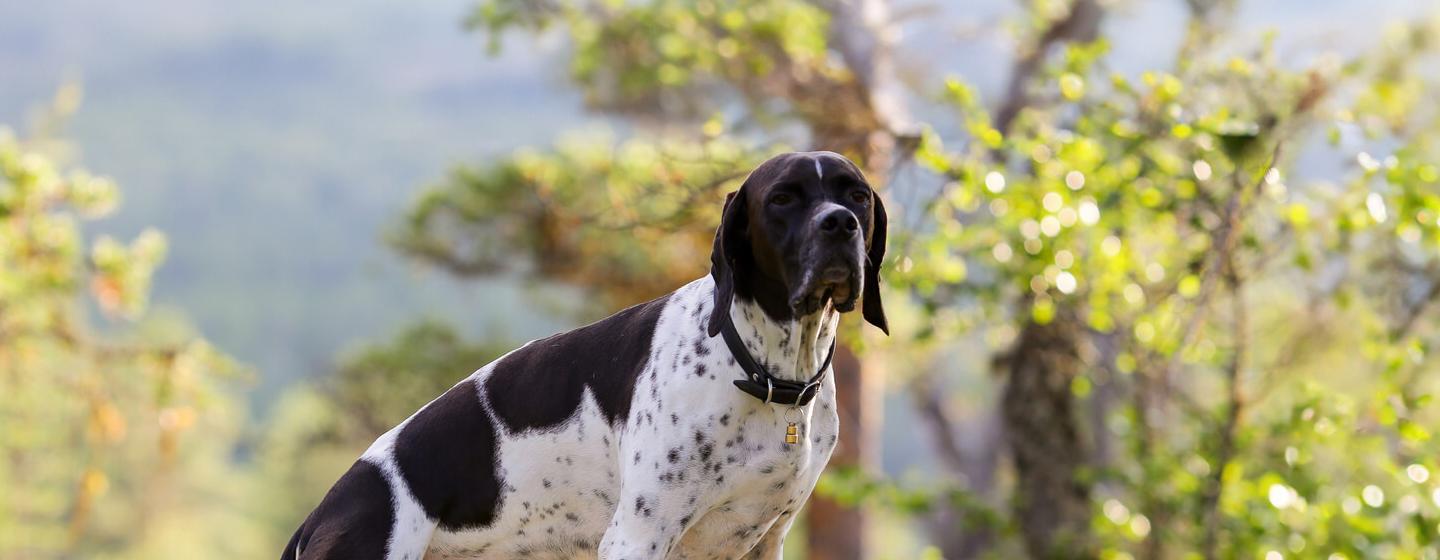   If you’re a dog owner you’re probably familiar with the constant stopping so they can sniff and you’ll likely respond to th