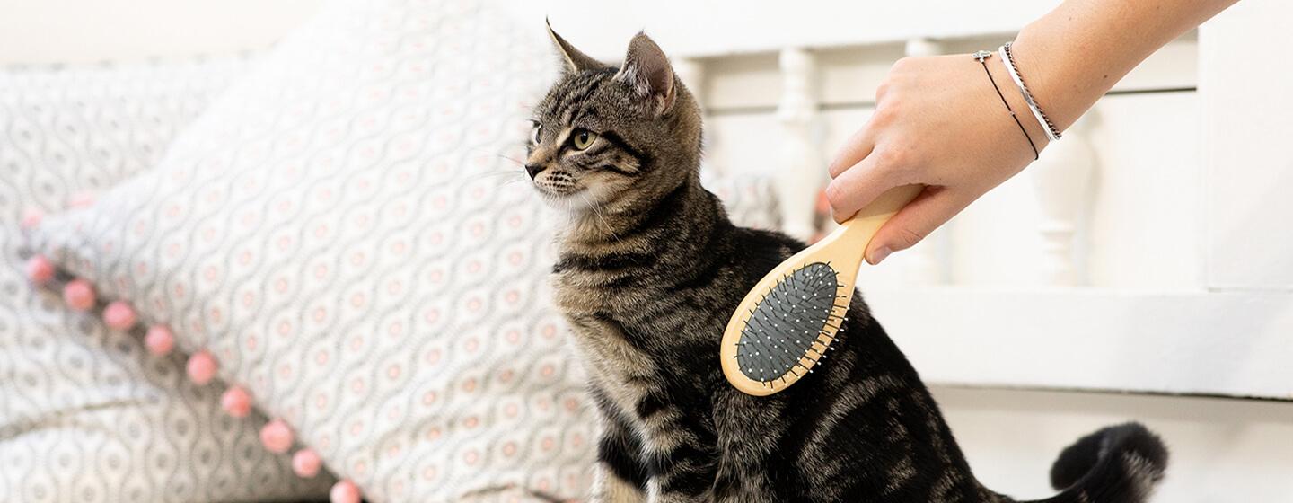 How to Groom a Kitten
