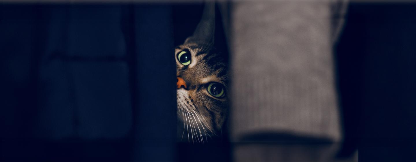 Can Cats See in the Dark?