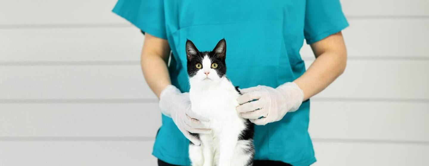 Cancer in Cats – Symptoms and Treatment