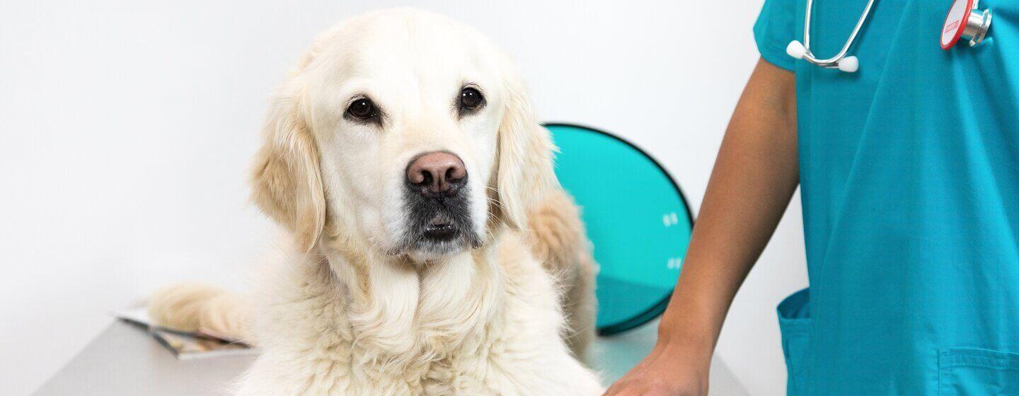 Gastroenteritis in Dogs Symptoms and TreatmentHERO