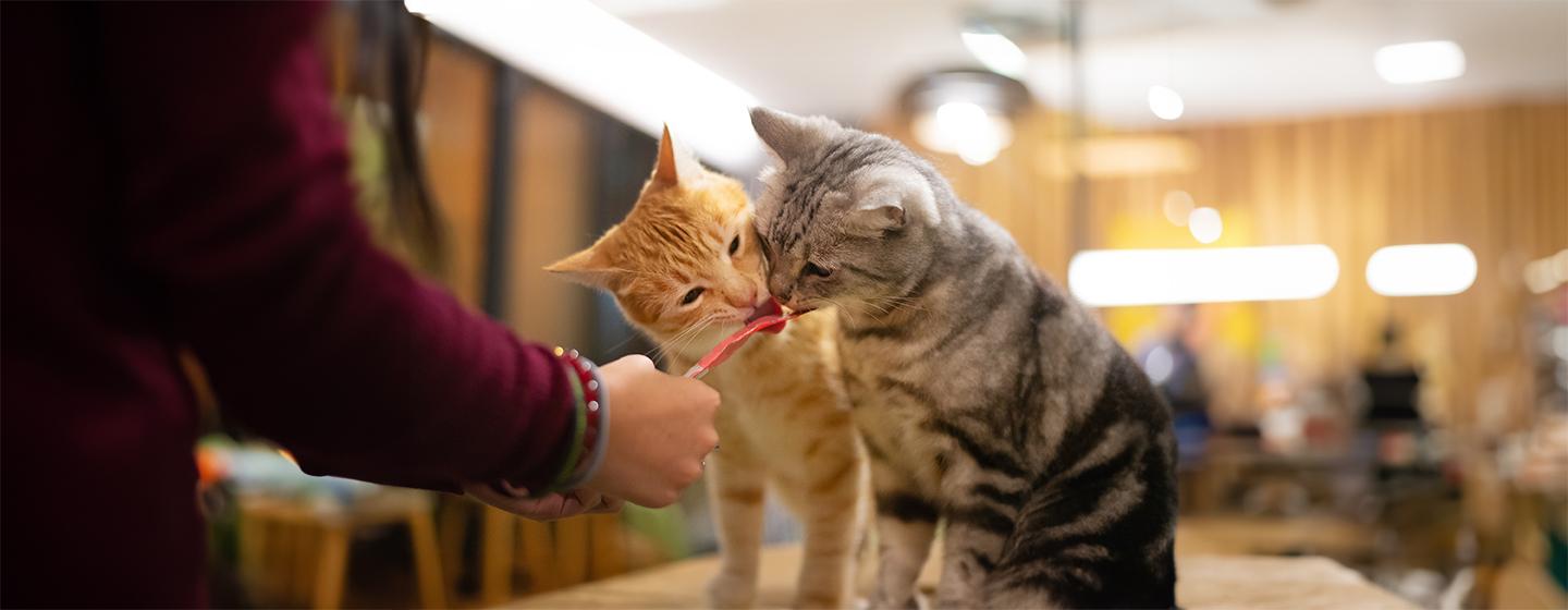 How to Stop Cats Fighting