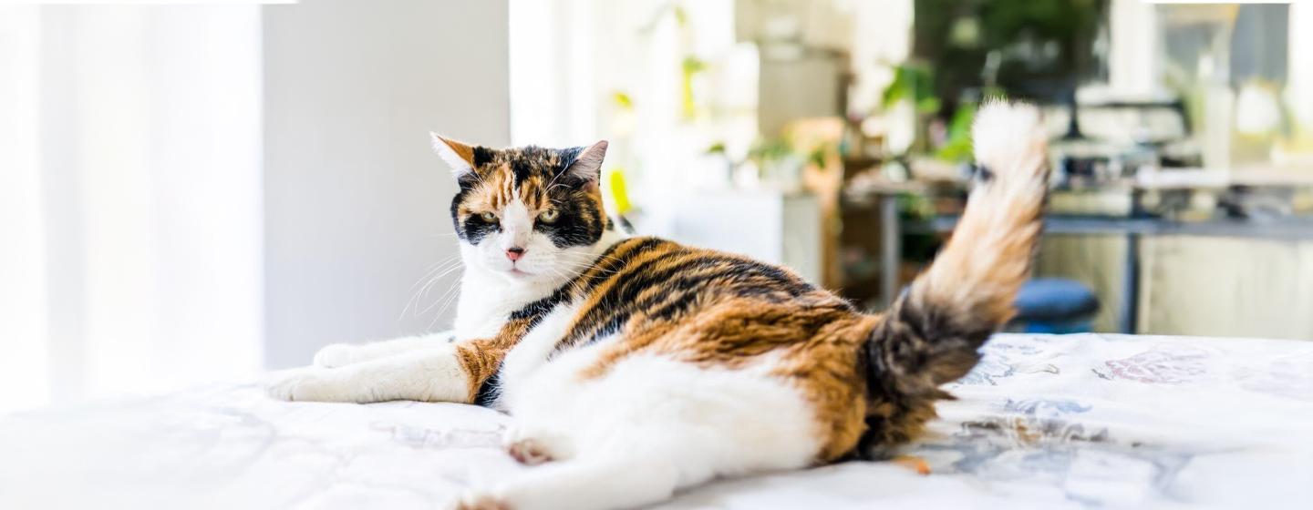 Is Your Cat Overweight?