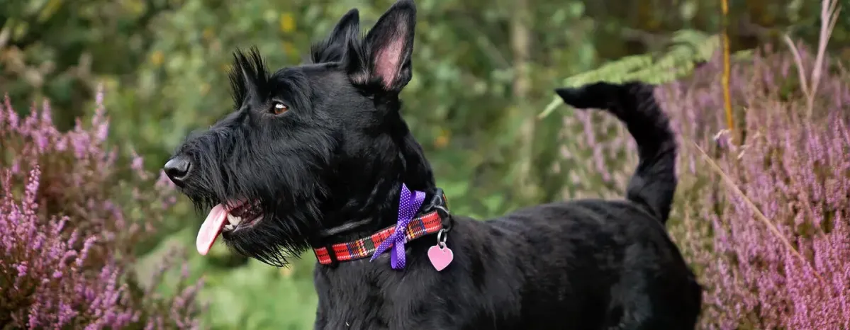 28 Scottish Dog Names