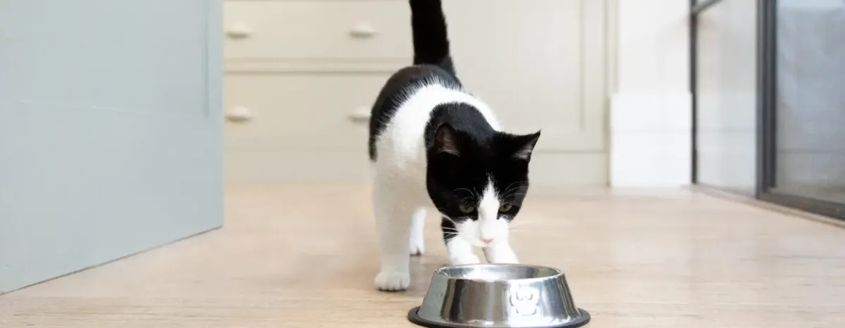 7 Black and White Cat Breeds