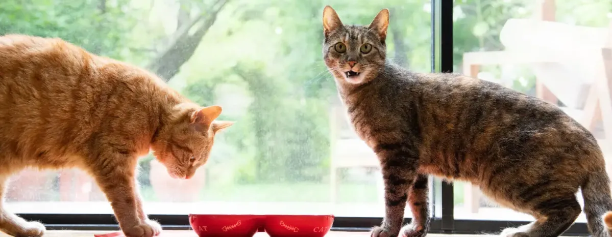 8 Large Domestic Cat Breeds
