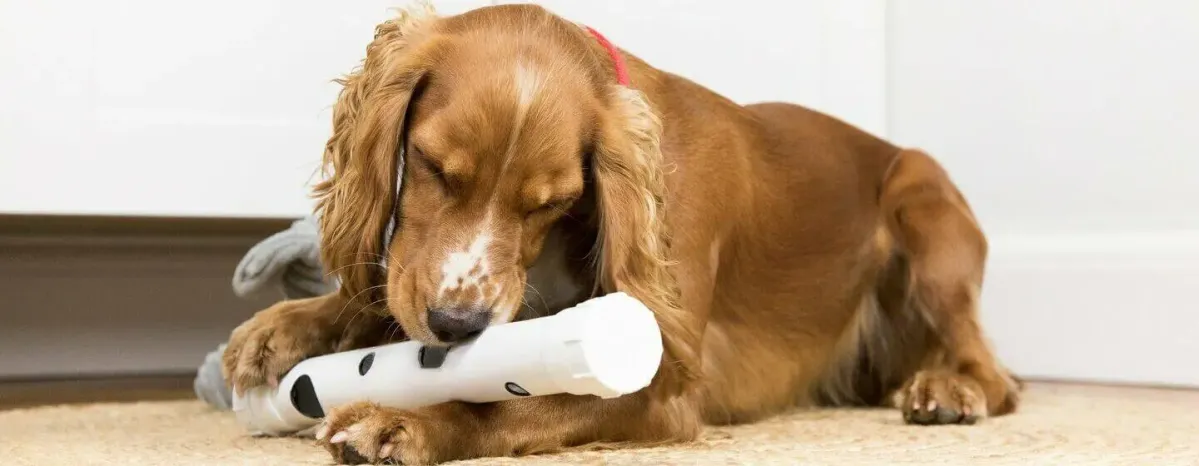 Adopting a Dog or Puppy