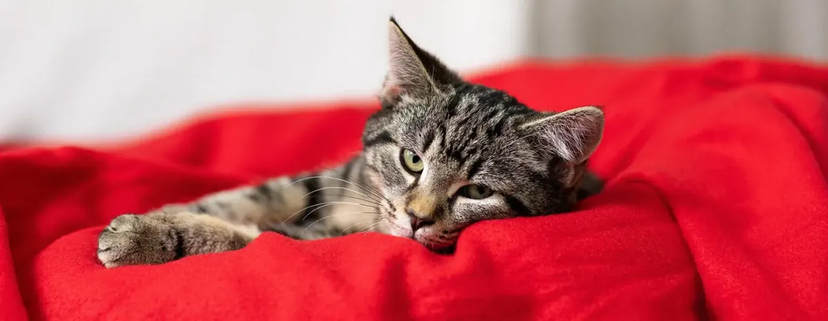 Buying a Kitten from a Breeder