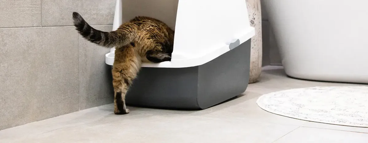 Blood in Cat Poo