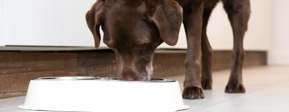 Can Dogs Eat Bread?