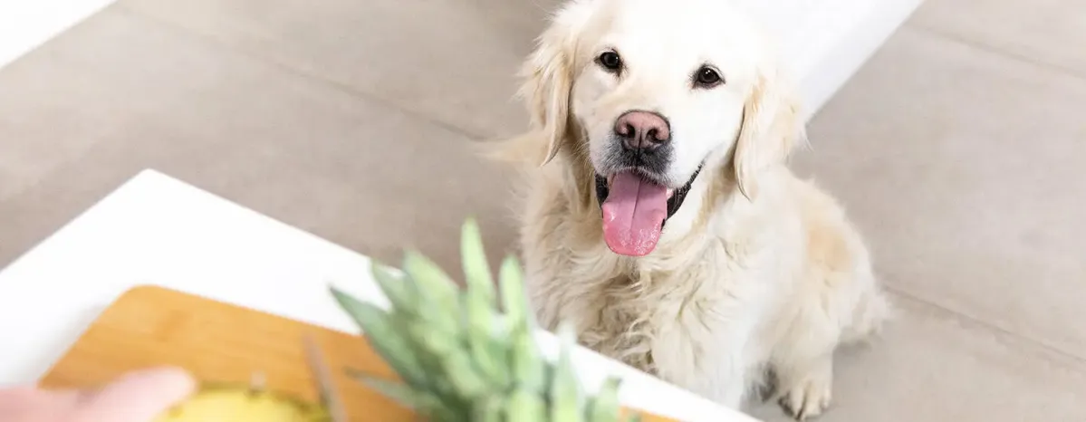 Can Dogs Eat Pineapple?