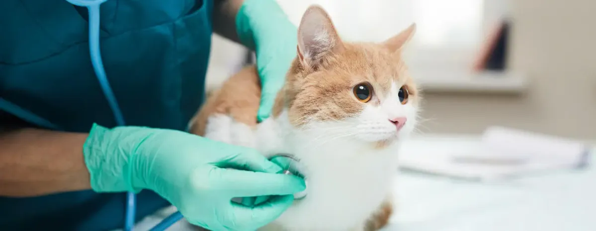 Why is My Cat Coughing?