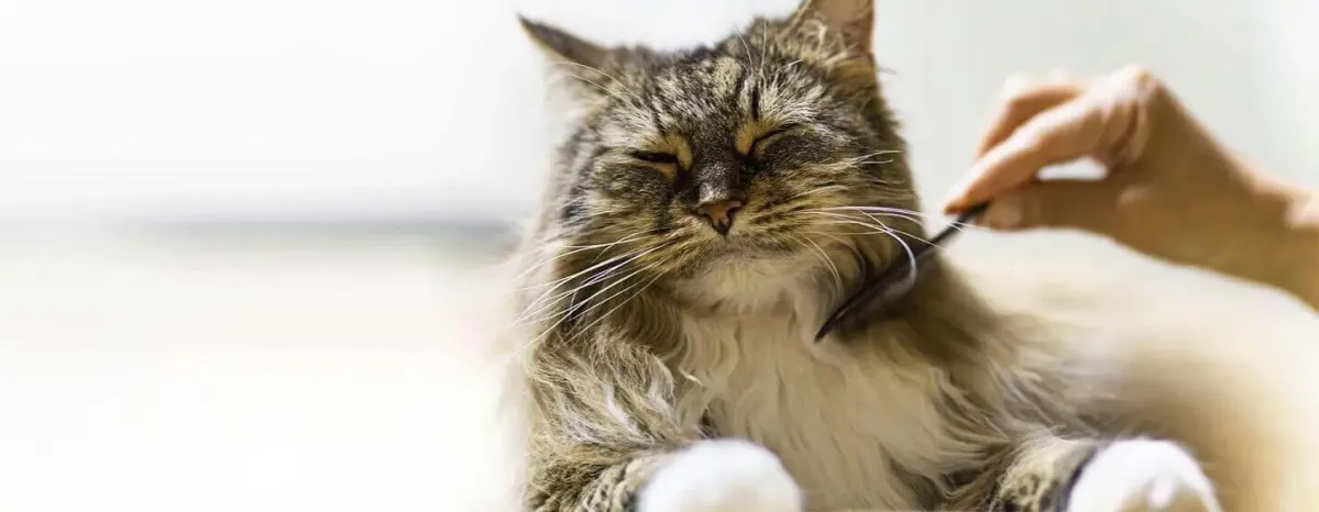 Cat skin problems