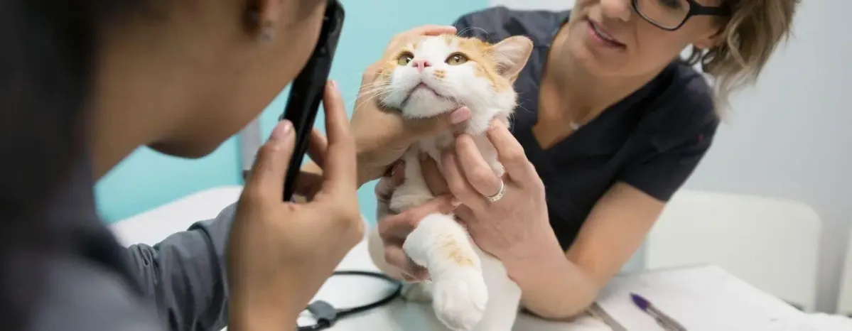 Cat Conjunctivitis: Symptoms and Treatment