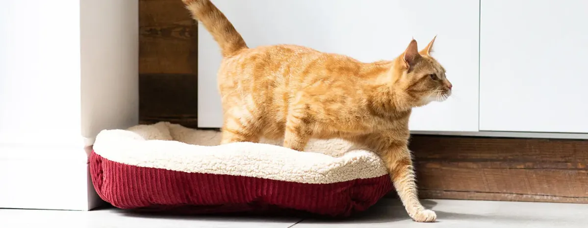 Why Do Cats Wag Their Tails?