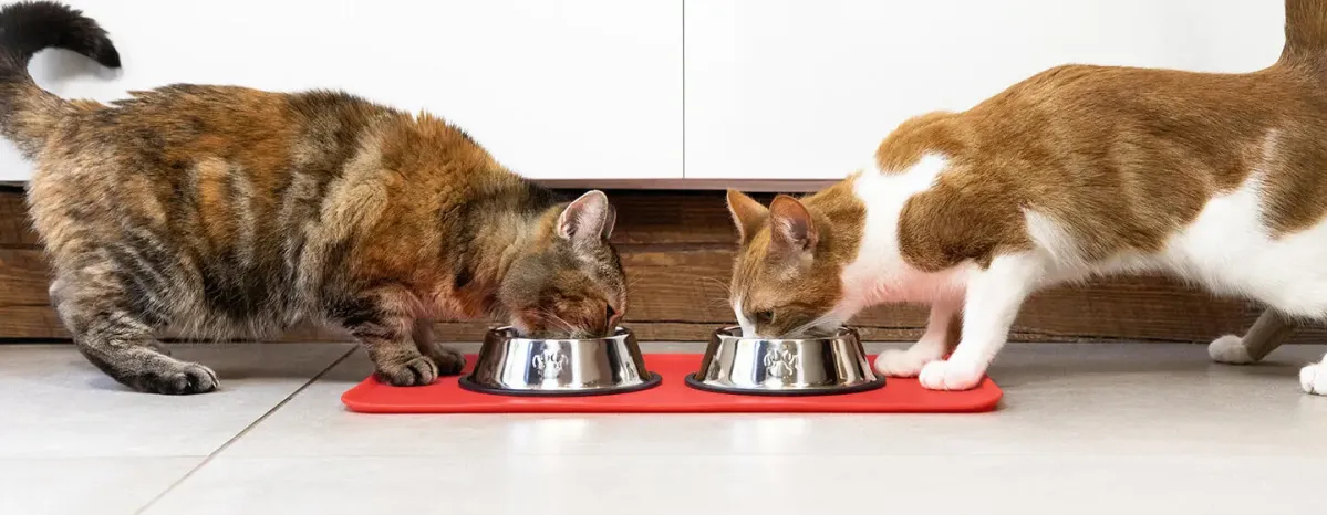 Wet or dry cat food?