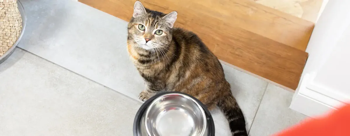 Food Allergies in Cats