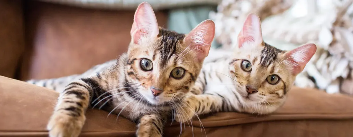 Getting a Cat or Kitten