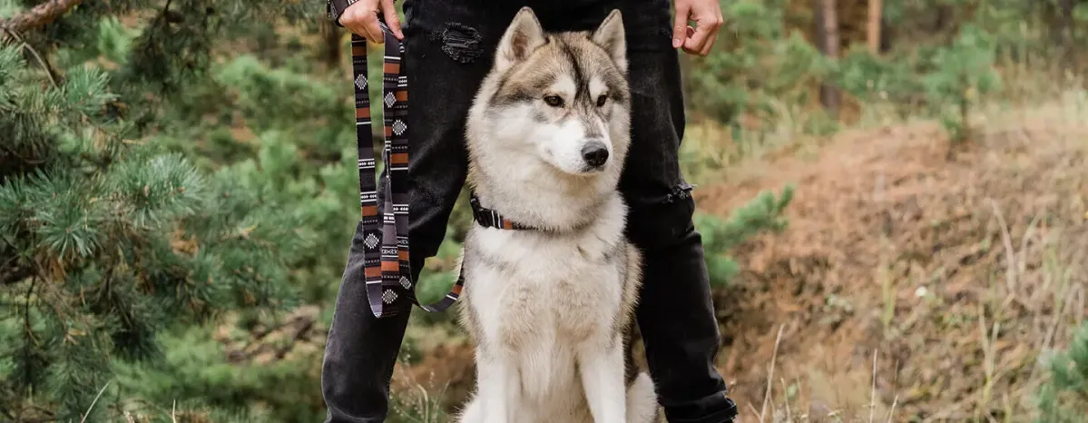 Hound Dogs: Everything You Need to Know
