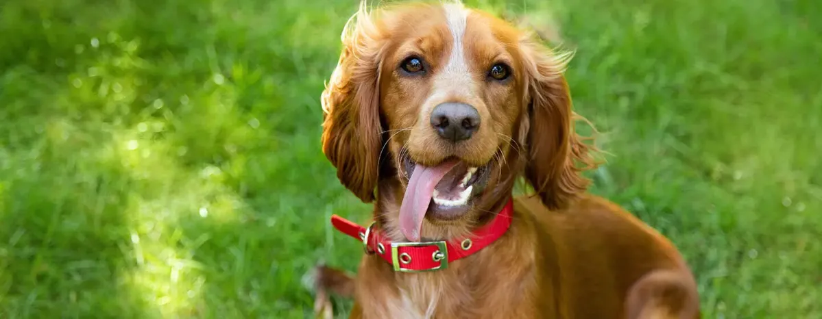 10 Facts About Puppies