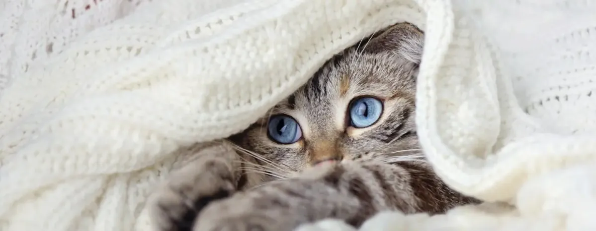 FIP in Cats: What You Need to Know