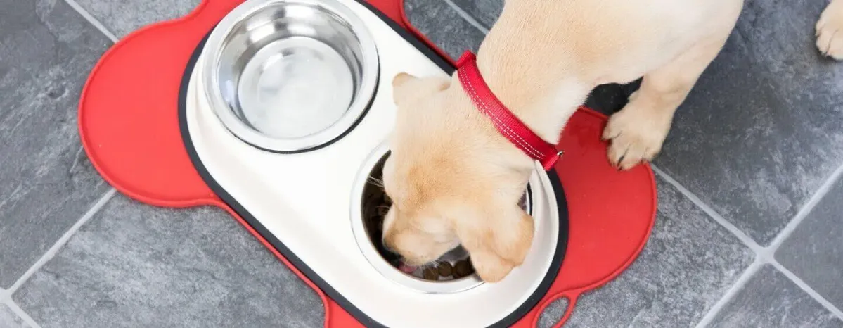 Feeding Your Adult Dog