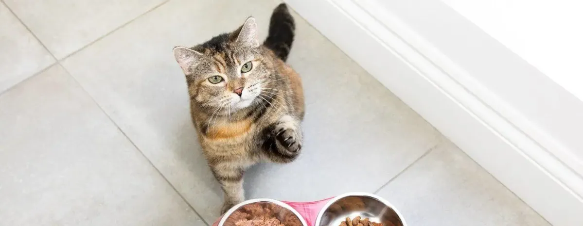 Feeding Your Cat During Pregnancy