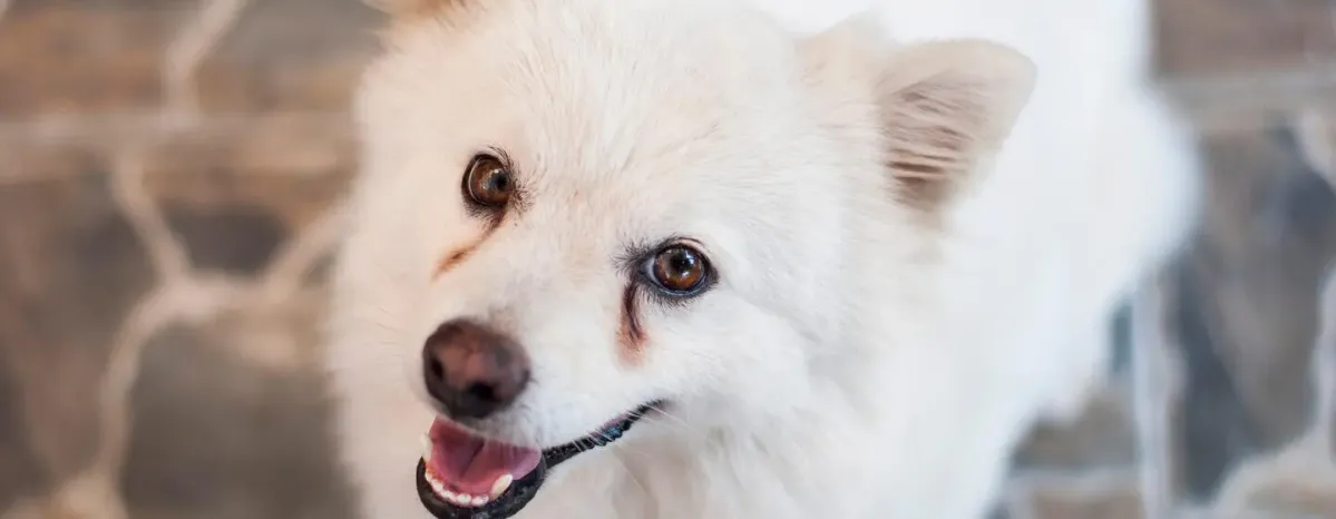 Weepy Eyes in Dogs