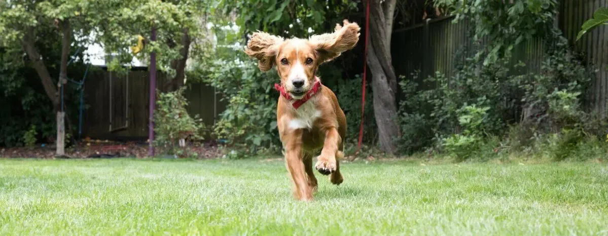 How Much Does a Puppy Cost? All You Need to Know