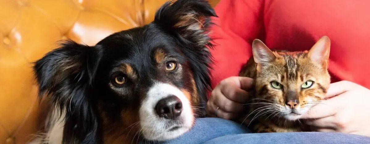 How to Stop Your Dog Chasing Your Cat