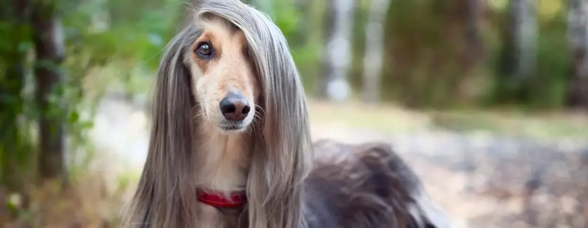 12 Long-Haired Dog Breeds