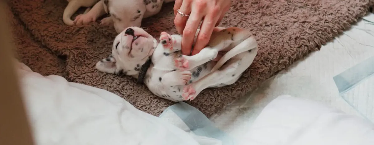 Puppy Buying Guide: Finding the Right Breeder