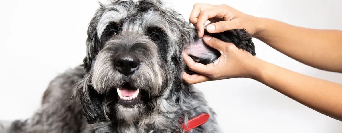 Recognising and Treating Dog Mites