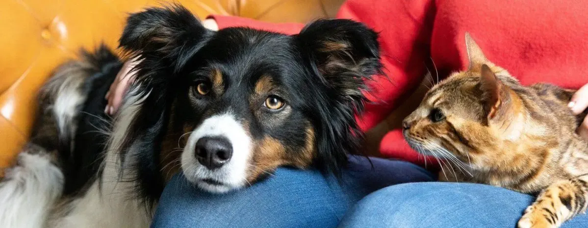 Should I Get a Cat or Dog?