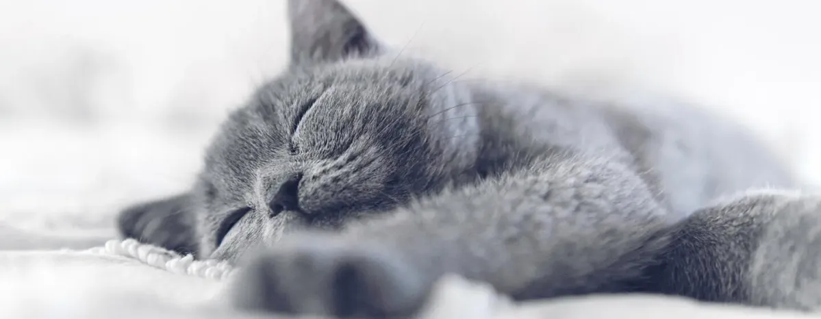 Sleeping Arrangements for a Kitten’s First Night Home