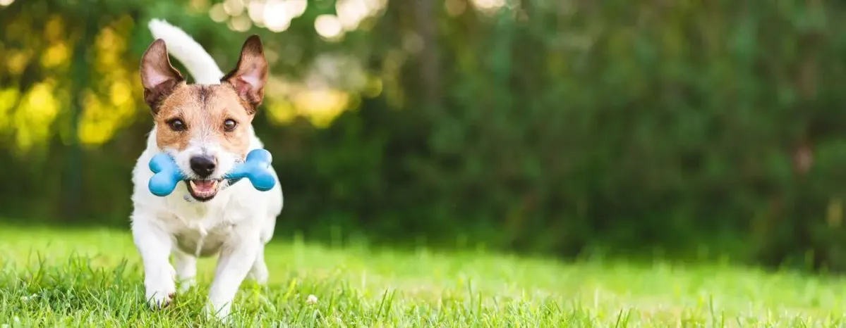 Terrier Dog Breeds: Everything You Need to Know