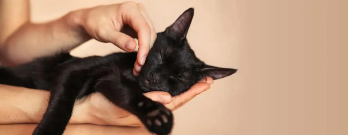 The Best Black Cat Names