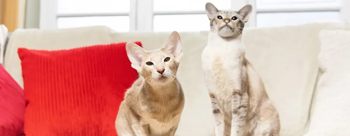 The Best Boy and Girl Kitten Names