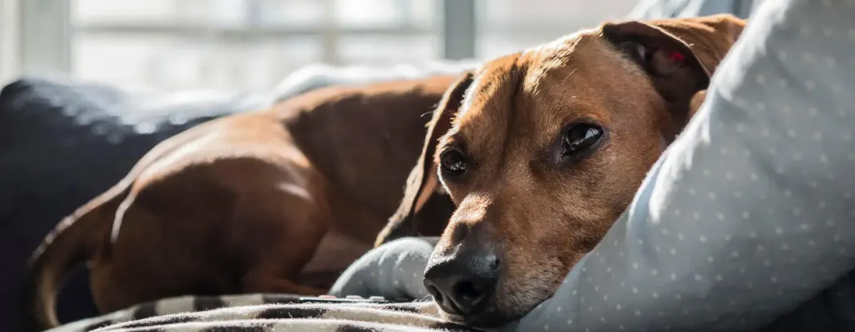 Things to Look Out for During Dog Labour