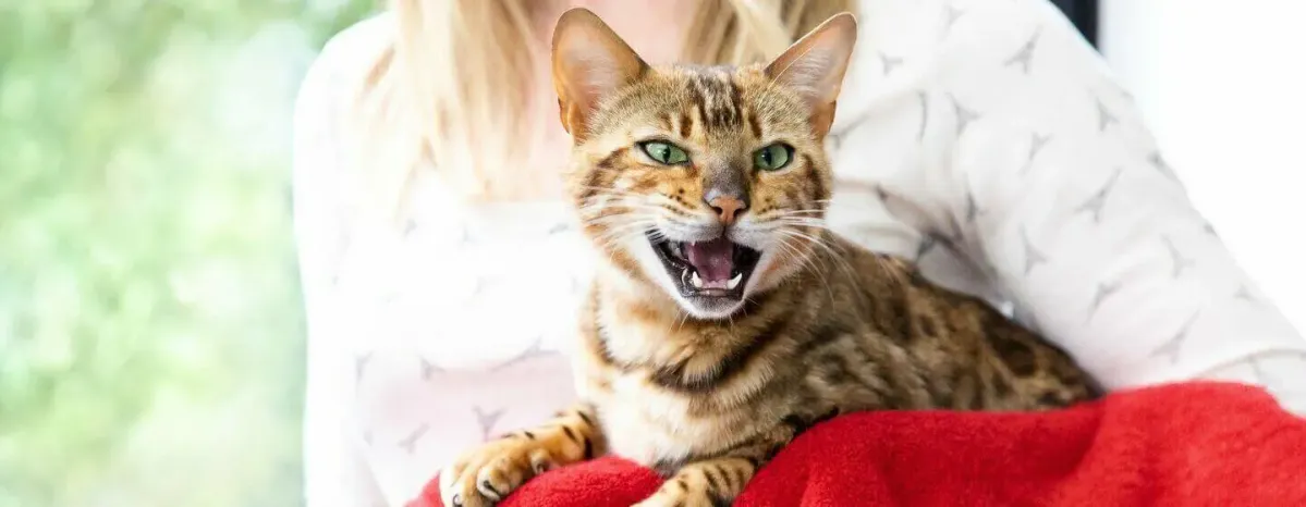 Why Does My Cat Meow at Night?
