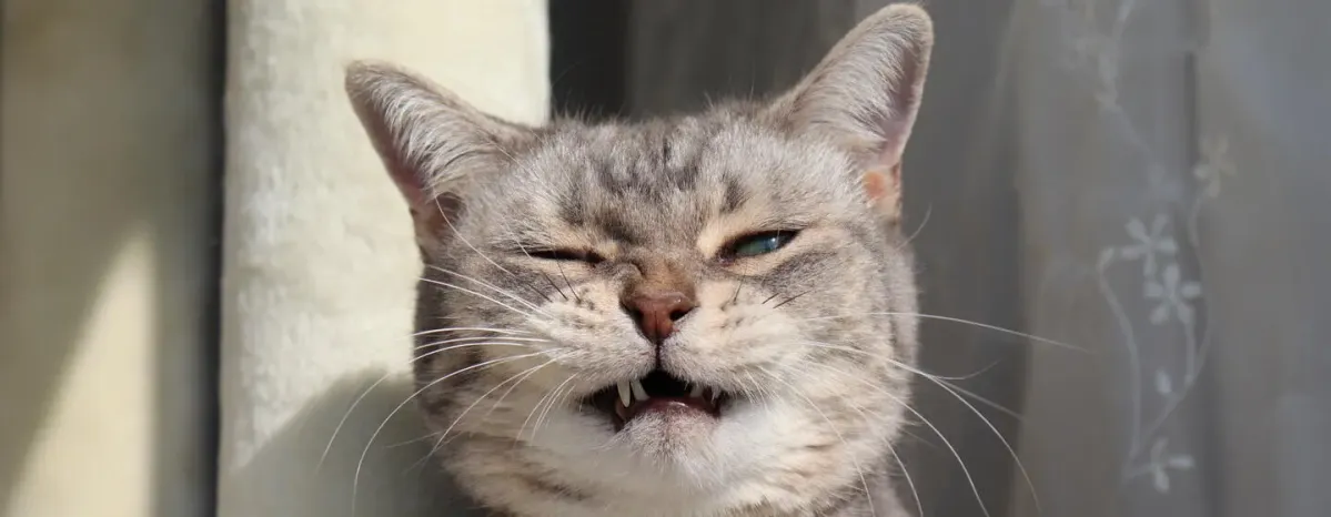 Why Is My Cat Sneezing?