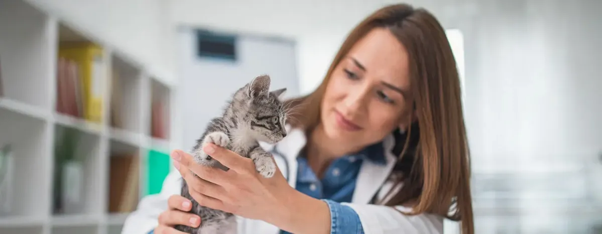 Why Is My New Kitten Not Eating?