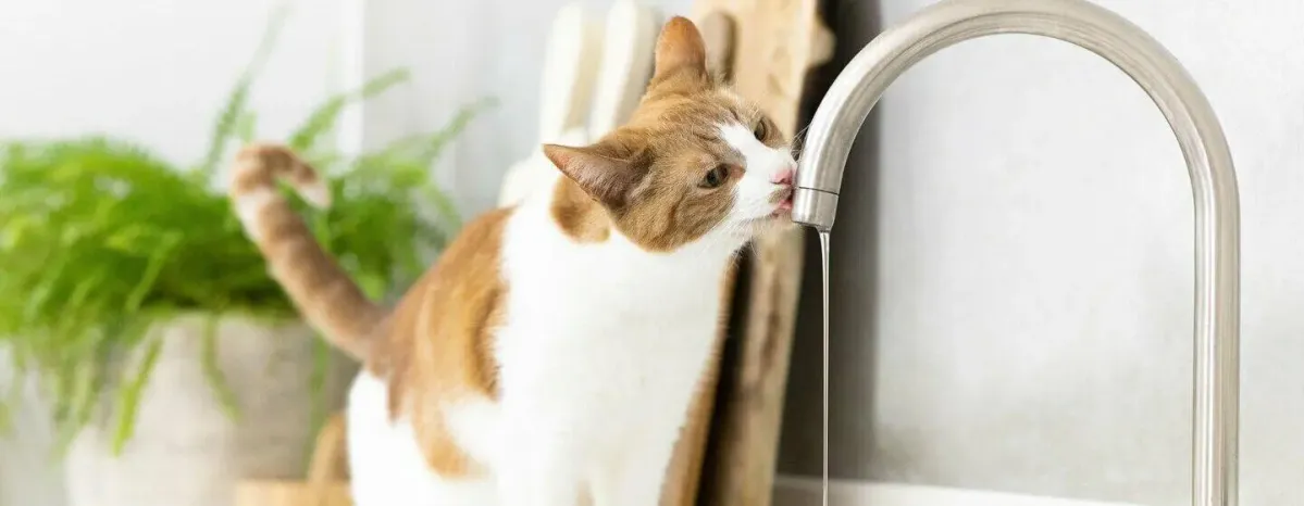 Why is your cat drinking lots of water?