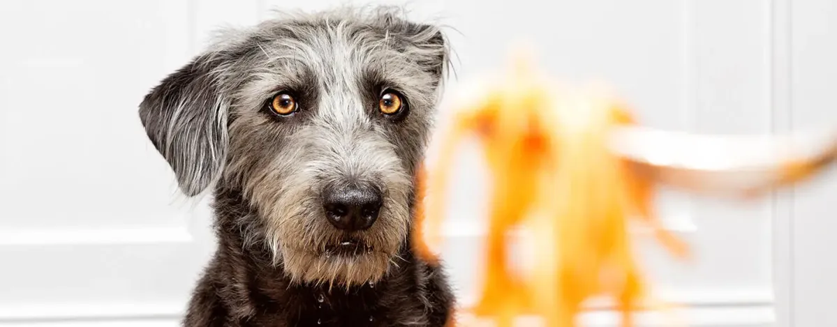Can Dogs Eat Pasta, Spaghetti or Noodles?