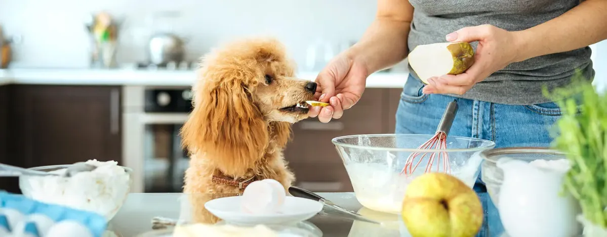 Can Dogs Eat Pears?