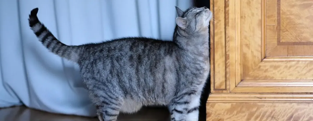 Cat Heat Cycle