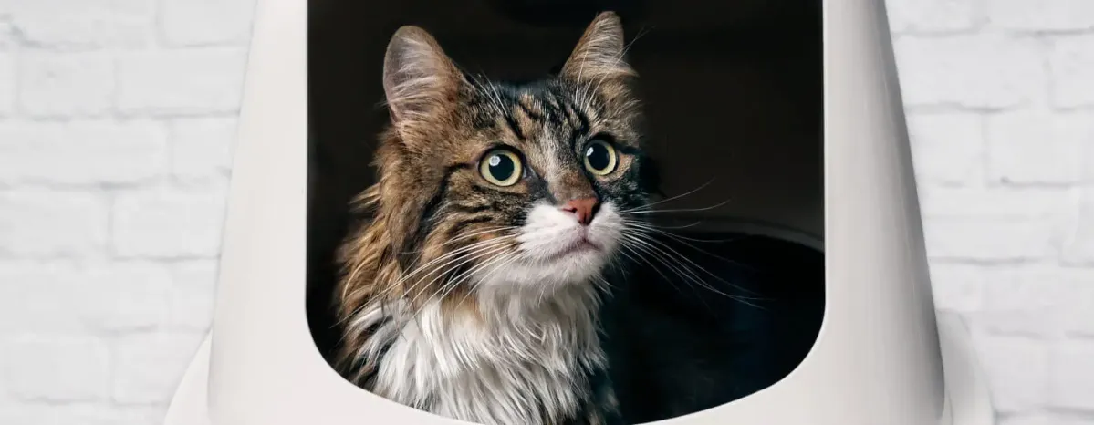 Incontinence in Cats